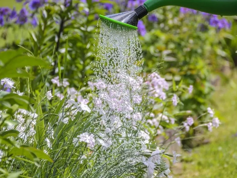 Arrosage d'un jardin avec l'eau de pluie récupérée dans une cuve